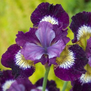 Iris Contrast in Styles