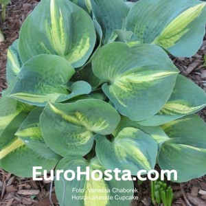 Hosta Lakeside Cupcake - Eurohosta