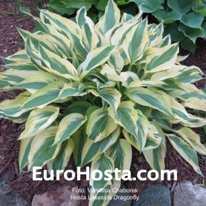 Hosta Lakeside Dragonfly - Eurohosta