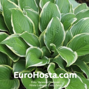 Hosta Lakeside Zesty Zeno - Eurohosta