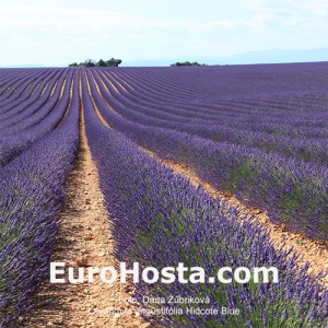 Lavandula angustifolia 'Hidcote Blue'