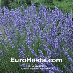 Lavandula angustifolia 'Hidcote Blue'