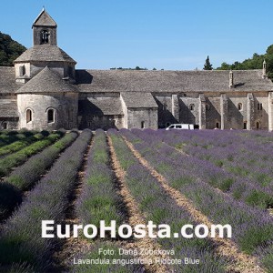 Lavandula angustifolia 'Hidcote Blue'