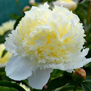 Paeonia Laura Desert