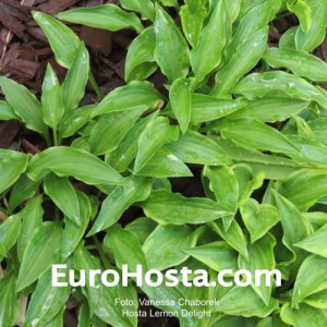 Hosta Lemon Delight - Eurohosta