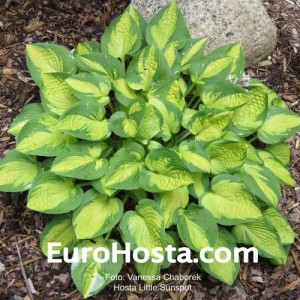 Hosta Little Sunspot - Eurohosta