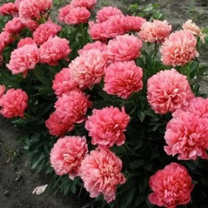 Paeonia Lorelei