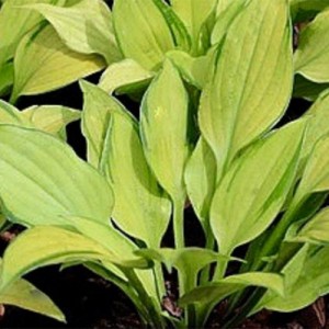 Bohyška hosta funkie Made in Spades | EUROHOSTA