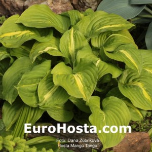 Hosta Mango Tango