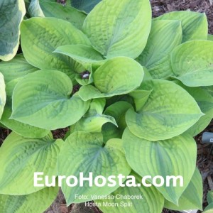 Hosta Moon Split - Eurohosta