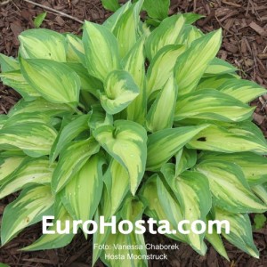 Hosta Moonstruck - Eurohosta