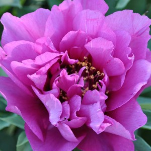 Paeonia Morning Lilac