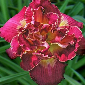 Hemerocallis Ninth Millennium