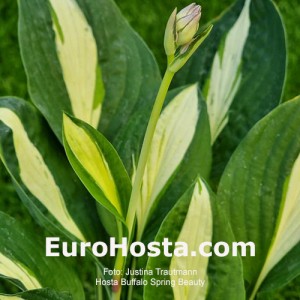 Hosta Buffalo Spring Beauty