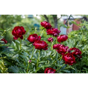 Paeonia Buckeye Belle