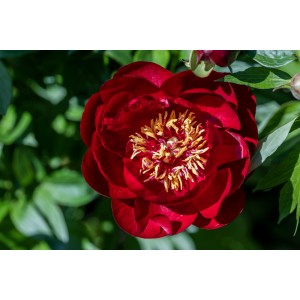 Paeonia Buckeye Belle