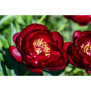 Paeonia Buckeye Belle