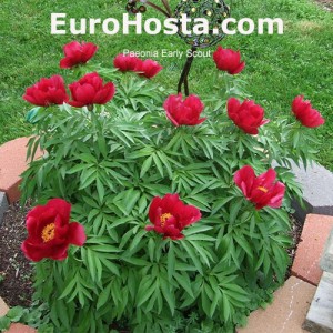 Paeonia Early scout