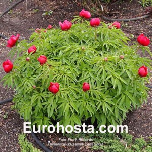 Paeonia Early scout