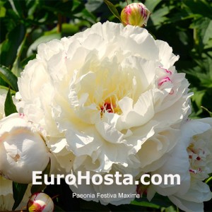 Paeonia Festiva Maxima