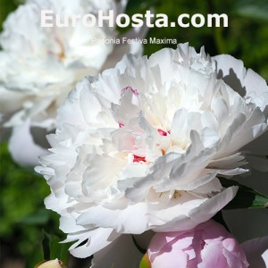 Paeonia Festiva Maxima