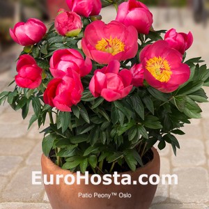 Pivoňka Patio Peony™ Oslo | EUROHOSTA