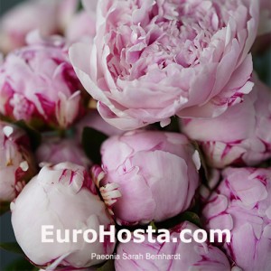 Paeonia Sarah Bernhardt