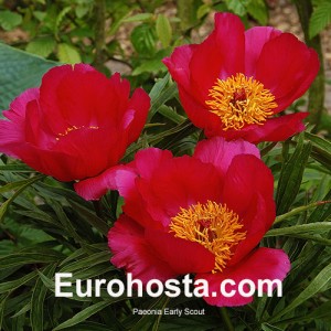 Paeonia Early scout