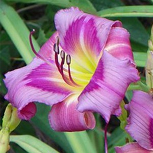 Hemerocallis Priscilla's Dream