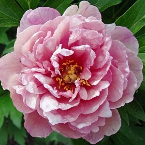 Peony Pink Double Dandy