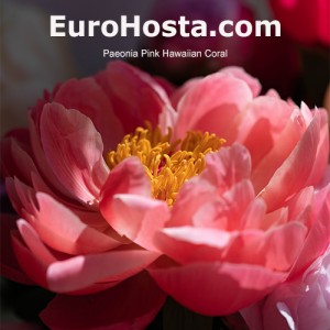 Paeonia Pink Hawaiian Coral 