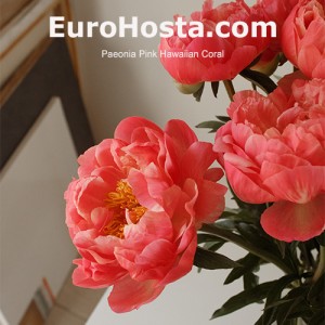 Paeonia Pink Hawaiian Coral 