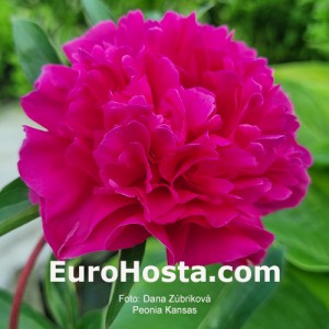 Paeonia Pivónia Kansas