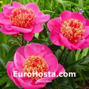Paeonia Neon
