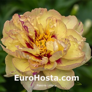 Paeonia Lollipop