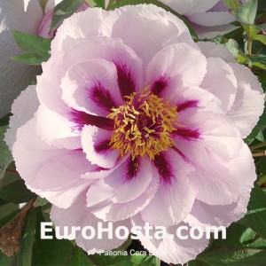 Peony Cora Luise