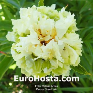 Paeonia Green Halo 