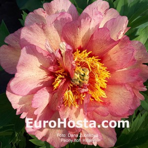 Paeonia Itoh Hillary