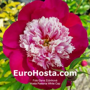 Paeonia White Cap