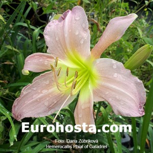 Hemerocallis Phial Of Galadriel