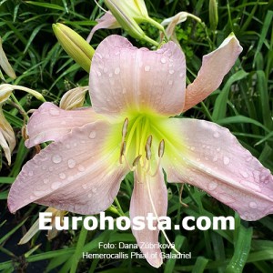 Hemerocallis Phial Of Galadriel