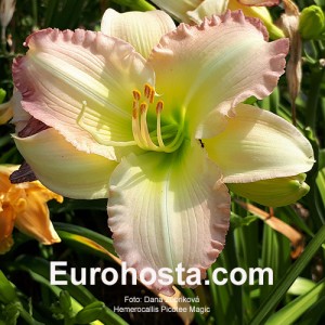 Hemerocallis Picotee Magic