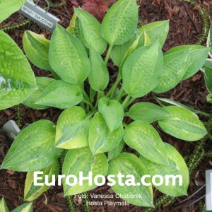 Hosta Playmate - Eurohosta