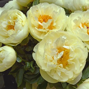 Peony Lemon Chiffon