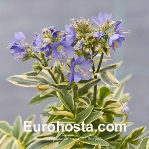 Polemonium caeruleum