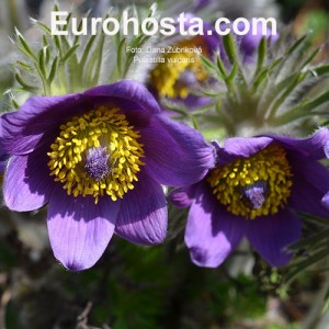 Pulsatilla vulgaris Blue