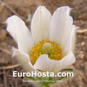 Pulsatilla vulgaris