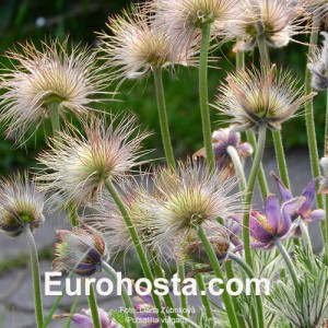 Pulsatilla vulgaris Red