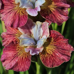 Iris Peacock Butterfly Painted Woman