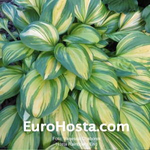 Hosta Rainbow's End - Eurohosta